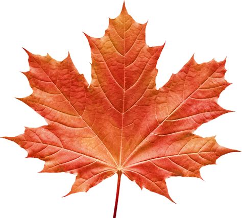 maple leaf png transparent.